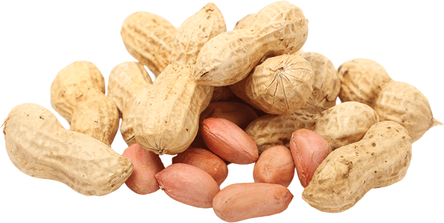 Groundnut