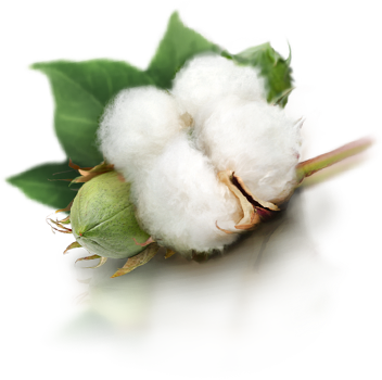 Cottonseed Oil