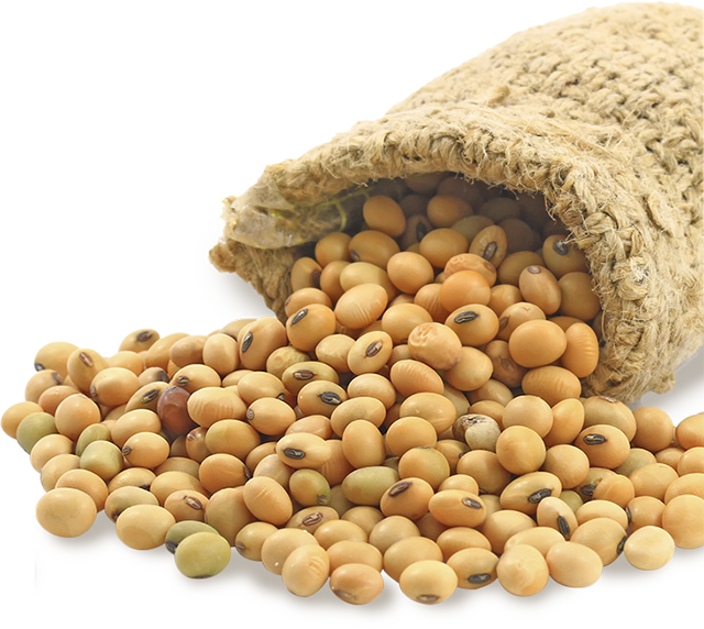 Soybean Oil