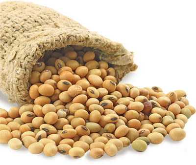 Soybean Oil